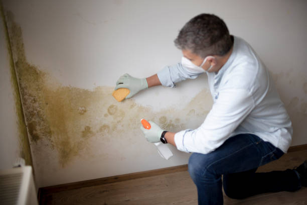 Best Emergency Mold Remediation  in Yountville, CA